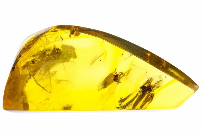 Polished Chiapas Amber With Insect Inclusion ( g) - Mexico #104305